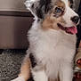 puppy, dog, tricolor, blue_eyes, fluffy, sitting, tongue_out, indoor, rug, fur, pet, canine, happy, cute, young_dog, paw, floor, couch, footwear, person