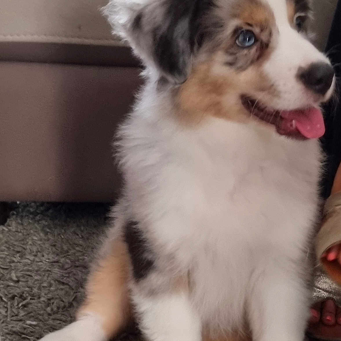 Aïko a rejoint le concours — aidez-le/la à gagner de superbes lots ! blue_eyes, canine, couch, cute, dog, floor, fluffy, footwear, fur, happy, indoor, paw, person, pet, puppy, rug, sitting, tongue_out, tricolor, young_dog