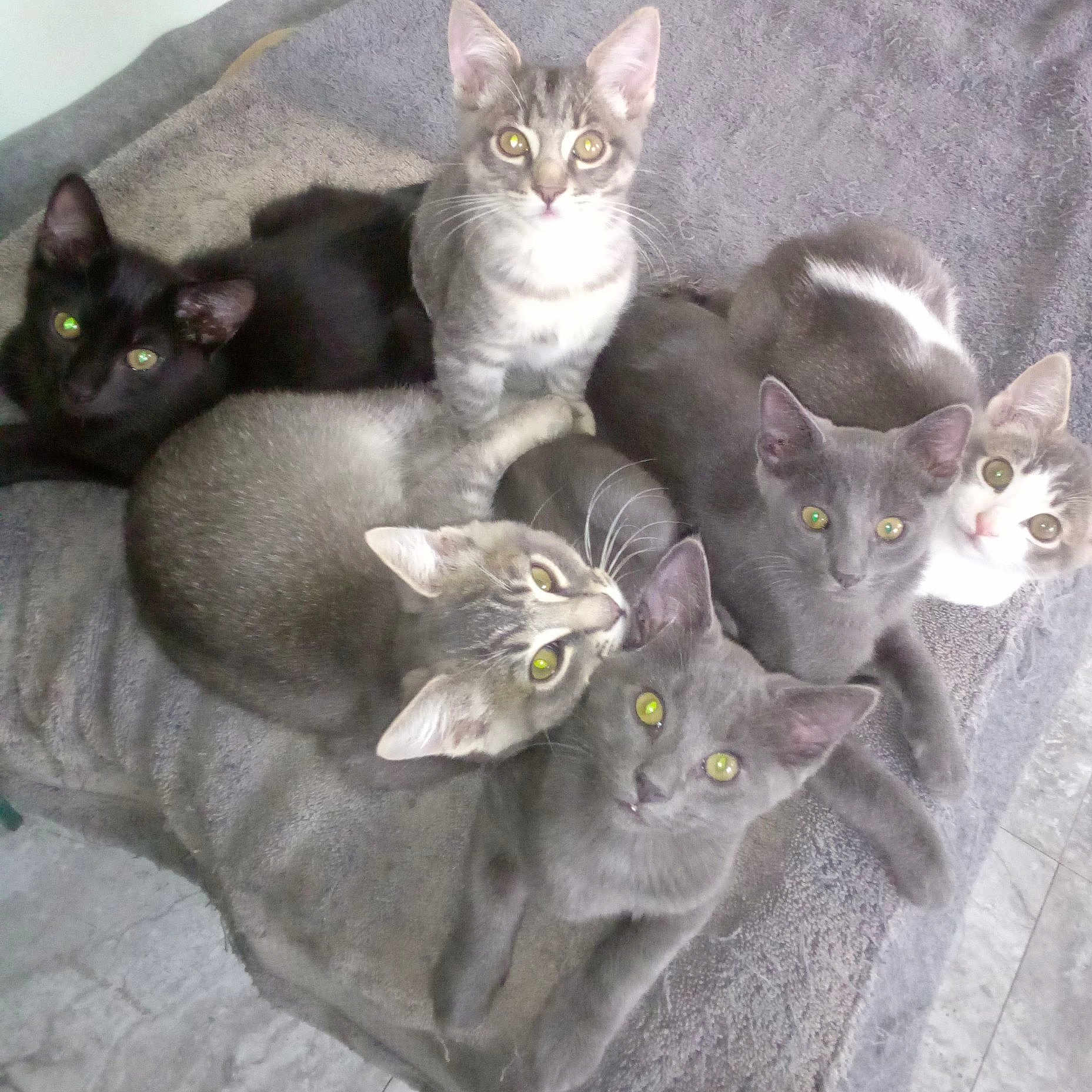 Kitties