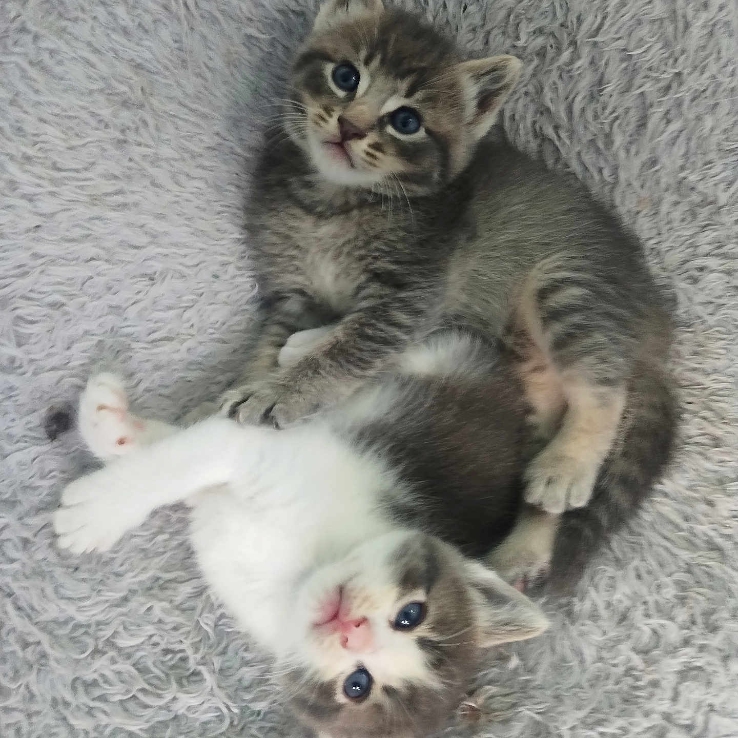 Kitty Kittie