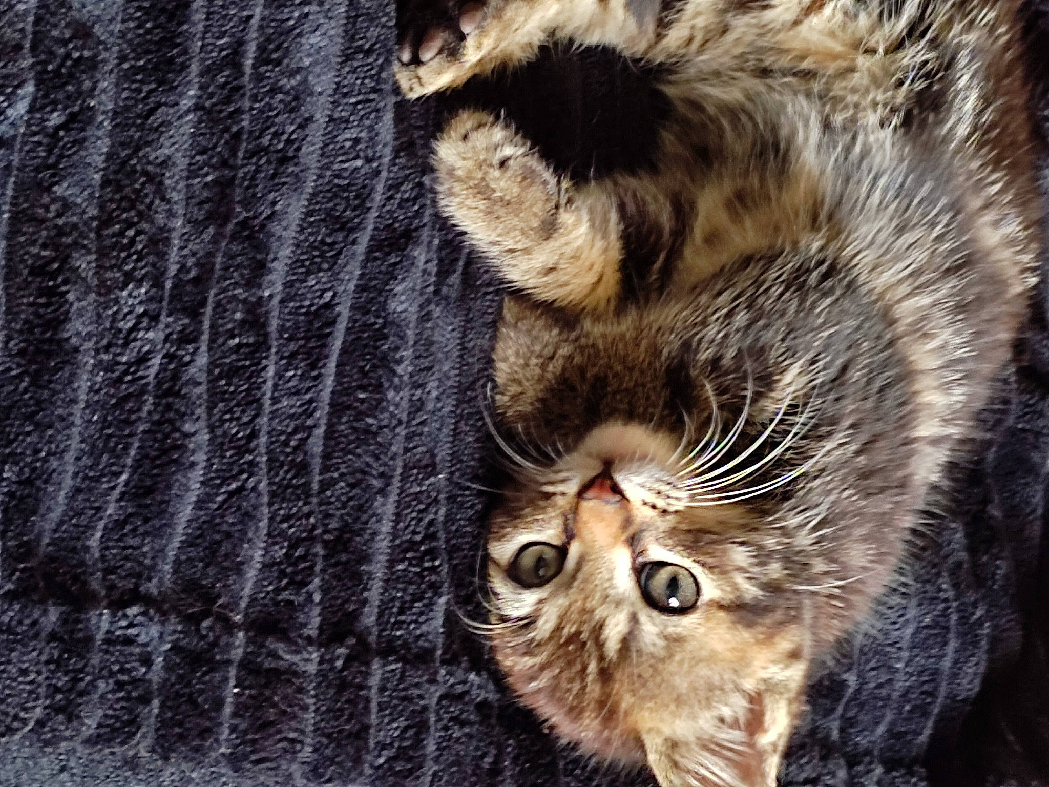 Pouka participe au concours pour gagner de l'argent avec cette photo : carnivore, cat, claw, close_up, darkness, domestic_short_haired_cat, ear, fawn, felidae, fur, grey, pattern, paw, small_to_medium_sized_cats, snout, tail, terrestrial_animal, whiskers, wildlife, wood