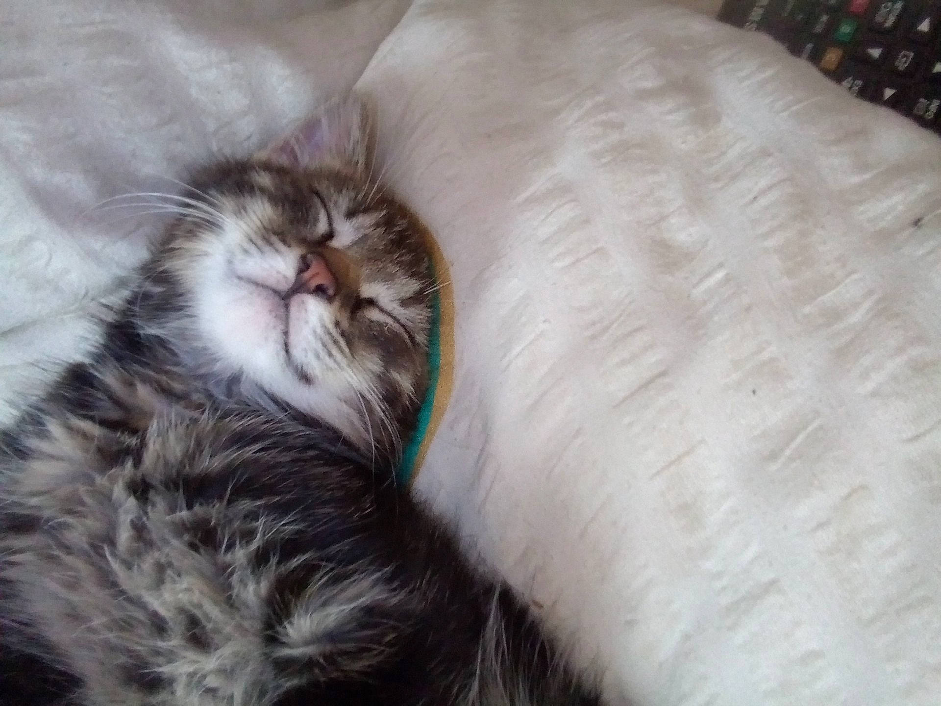 Pouka participe au concours pour gagner de l'argent avec cette photo : carnivore, cat, cat_bed, claw, comfort, felidae, fur, linens, maine_coon, paw, small_to_medium_sized_cats, tail, terrestrial_animal, whiskers