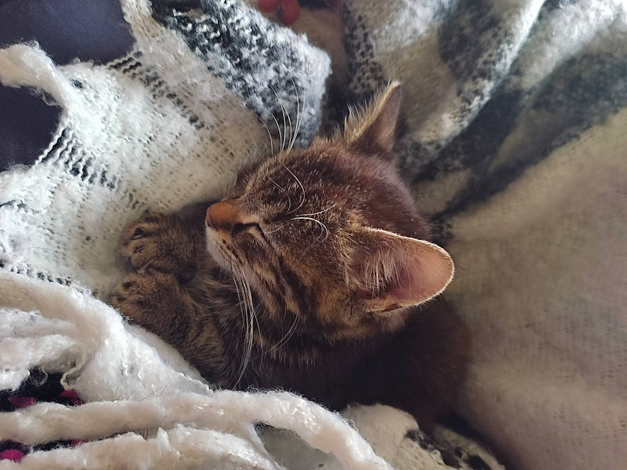 Pouka participe au concours pour gagner de l'argent avec cette photo : canidae, carnivore, cat, claw, comfort, domestic_short_haired_cat, fawn, felidae, fur, grey, human_leg, linens, nap, paw, small_to_medium_sized_cats, snout, tail, terrestrial_animal, whiskers, wildlife