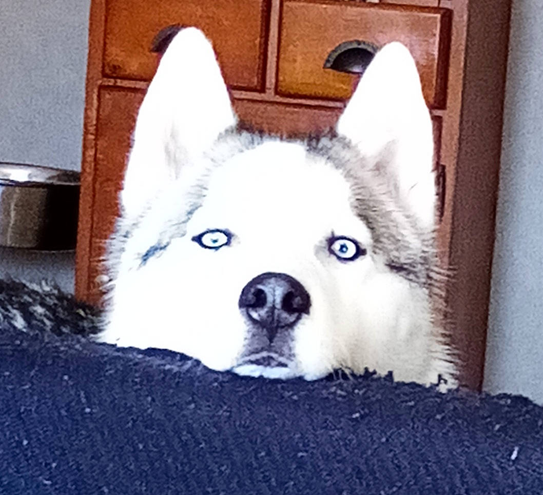 Asko a rejoint le concours — aidez-le/la à gagner de superbes lots ! ancient_dog_breeds, bicycle, canidae, canis, carnivore, comfort, companion_dog, dog, dog_breed, fur, grey, non_sporting_group, snout, sporting_group, square, tail, terrestrial_animal, whiskers, working_animal, working_dog