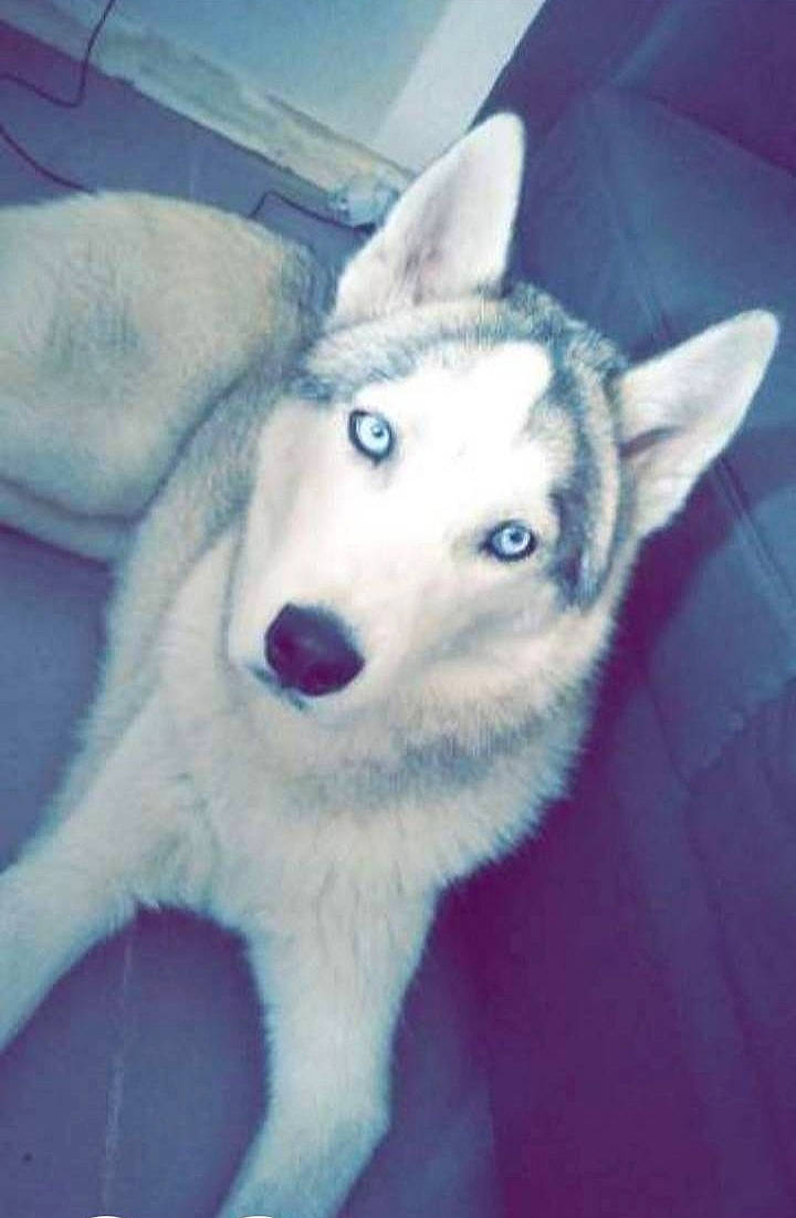 Asko participe au concours pour gagner de l'argent avec cette photo : canidae, canis, carnivore, cloud, comfort, companion_dog, dog, dog_breed, electric_blue, fur, jaw, siberian_husky, sled_dog, snout, square, terrestrial_animal, whiskers, wildlife, wolf, working_animal