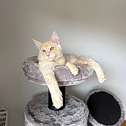 Abou a rejoint le concours — aidez-le/la à gagner de superbes lots ! cat, cream_colored, cat_tree, plush, relaxed, stretching, indoor, pet, feline, soft_texture, neutral_background, cute, animal, mammal, whiskers, ears, claws, paws, resting, domestic_cat