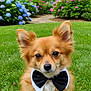 Luca is registered to the contest to win money with this photo: animal, bow_tie, brown_fur, canine, colorful, cute, dog, flower, fluffy, garden, grass, hydrangea, nature, outdoor, pet, portrait, sitting, small_dog, summer, trees