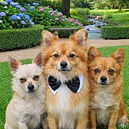 Luca is registered to the contest to win money with this photo: animal, bench, bow_tie, cute, dog, dogs, flower, fluffy, garden, grass, greenery, hydrangea, nature, outdoor, park, pet, portrait, sitting, small_dog, tree