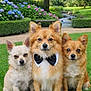 animal, bench, bow_tie, cute, dog, dogs, flower, fluffy, garden, grass, greenery, hydrangea, nature, outdoor, park, pet, portrait, sitting, small_dog, tree