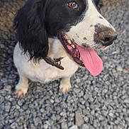 Lady joined the competition — help win amazing prizes! animal, black_and_white, canine, close_up, collar, cute, dog, ears, friendly, fur, gravel, happy, muzzle, outdoor, pet, portrait, sitting, snout, spot, tongue_out