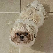 Chanel is registered to the contest to win money with this photo: dog, small_dog, white_fur, long_hair, furry, pet, looking_up, dark_eyes, face, nose, whiskers, tile_floor, indoors, cute, companion, shih_tzu, portrait, head, sitting, shadow