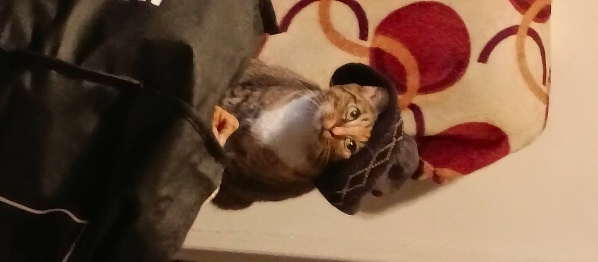 Lola is registered to the contest to win money with this photo: art, canidae, carnivore, cat, claw, comfort, domestic_short_haired_cat, fawn, felidae, fur, paw, small_to_medium_sized_cats, snout, sporting_group, tail, whiskers, wood