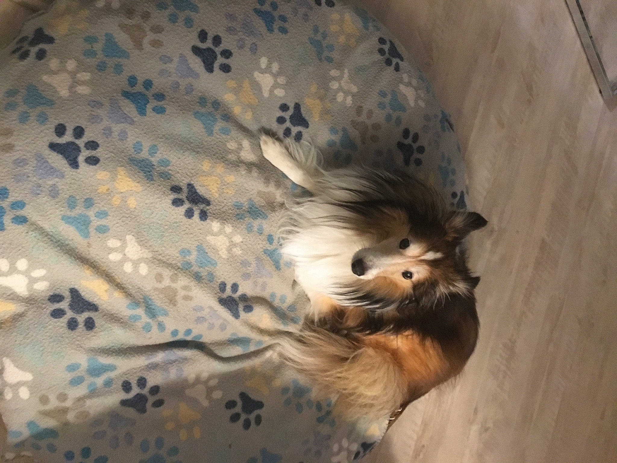 Angelo is registered to the contest to win money with this photo: canidae, carnivore, companion_dog, dog, dog_breed, electric_blue, fawn, feather, fur, linens, pattern, paw, puppy, sleeve, snout, tail, toy_dog, whiskers, wing, wood