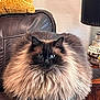 cat, fluffy, fur, leather_chair, home_interior, pillow, lamp, furniture, cozy, pet, domestic_animal, portrait, sitting, feline, whiskers, blue_eyes, long_hair, relaxed, indoor, decor