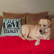 Stanley is registered to the contest to win money with this photo: dog, labrador, couch, pillow, blanket, brown, red, indoor, pet, relaxed, home, decor, canine, fur, animal, resting, comfort, living_room, cute, domestic
