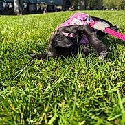 Hatsune Miku is registered to the contest to win money with this photo: animal, close_up, cute, daytime, dog, fun, grass, greenery, leash, lying_down, nature, outdoor, park, pet, pink_harness, playing, puppy, sunlight, trees, young_dog