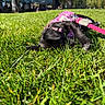 puppy, dog, grass, pink_harness, leash, park, trees, sunlight, playing, outdoor, greenery, nature, animal, pet, young_dog, lying_down, close_up, daytime, cute, fun
