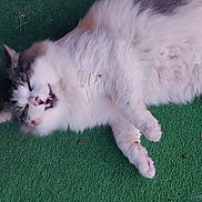 Morti is registered to the contest to win money with this photo: animal, cat, cute, domestic_animal, ears, feline, fluffy, funny_expression, green_carpet, grey_fur, lying_down, mouth_open, outdoor, paws, pet, relaxed, sleepy, tail, whiskers, white_fur