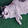 Morti
