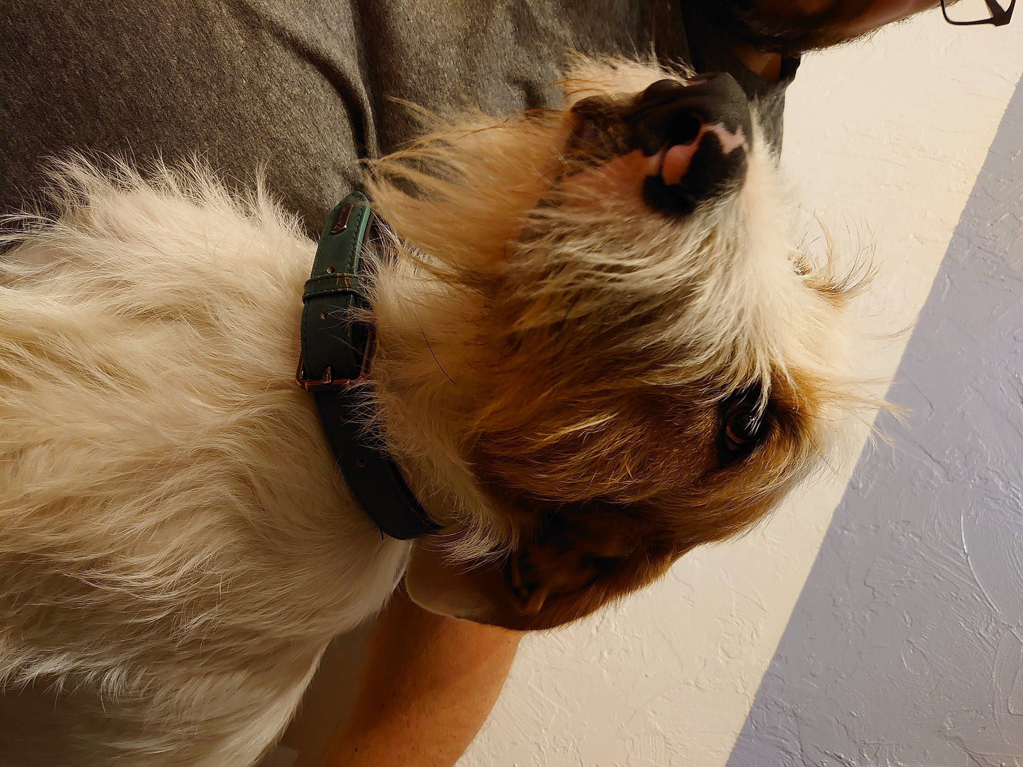 Roméo participe au concours pour gagner de l'argent avec cette photo : blond, brown_hair, bun, canidae, carnivore, comfort, companion_dog, dog_breed, ear, eyewear, fashion_accessory, fawn, fur, hair_accessory, liver, sporting_group, street_fashion, sunglasses, wood, working_animal