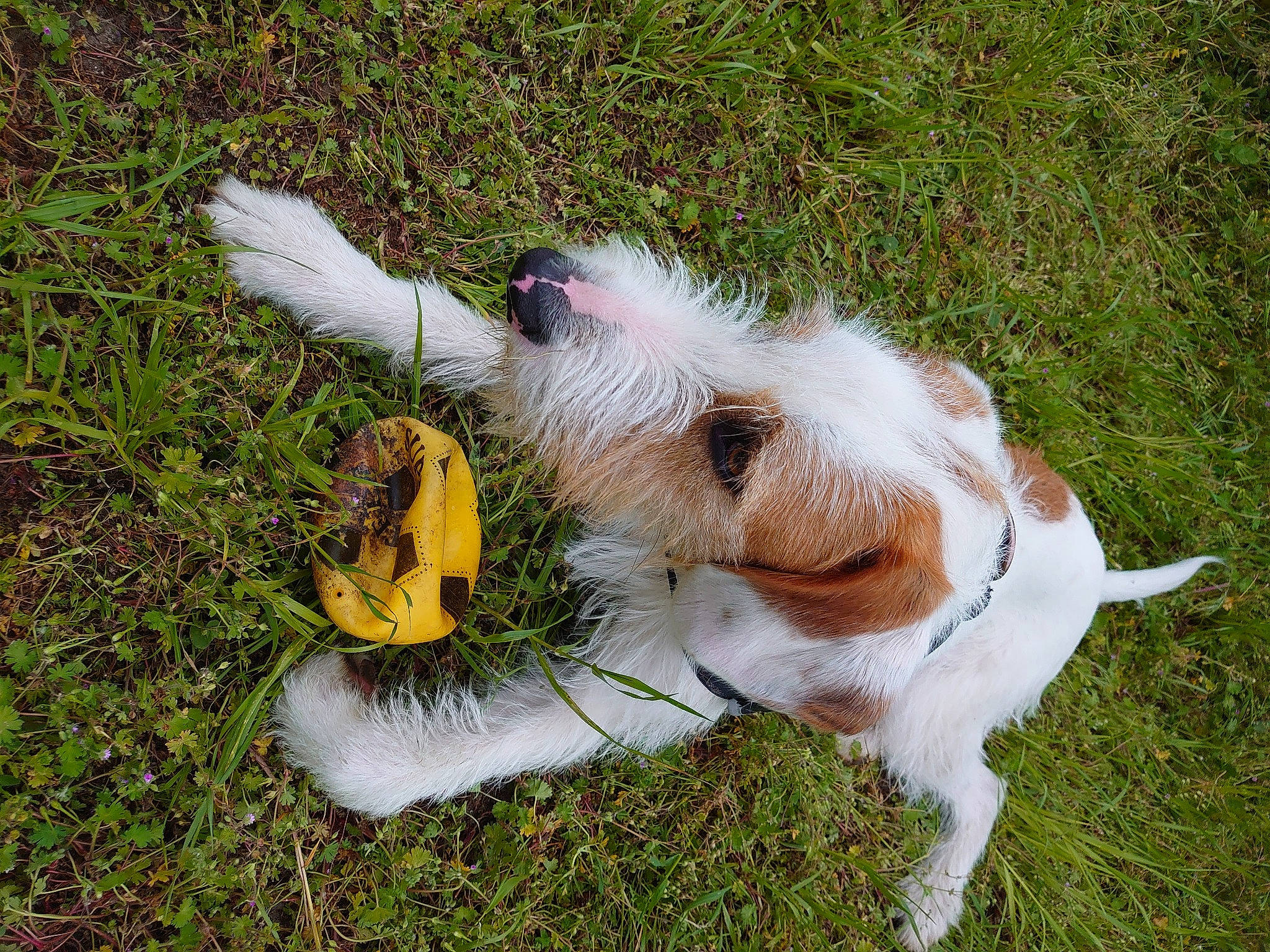 Roméo participe au concours pour gagner de l'argent avec cette photo : carnivore, collar, companion_dog, dog, dog_breed, fawn, felidae, fur, goats, grass, livestock, plant, small_to_medium_sized_cats, snout, sporting_group, tail, terrestrial_animal, terrier, whiskers, working_animal