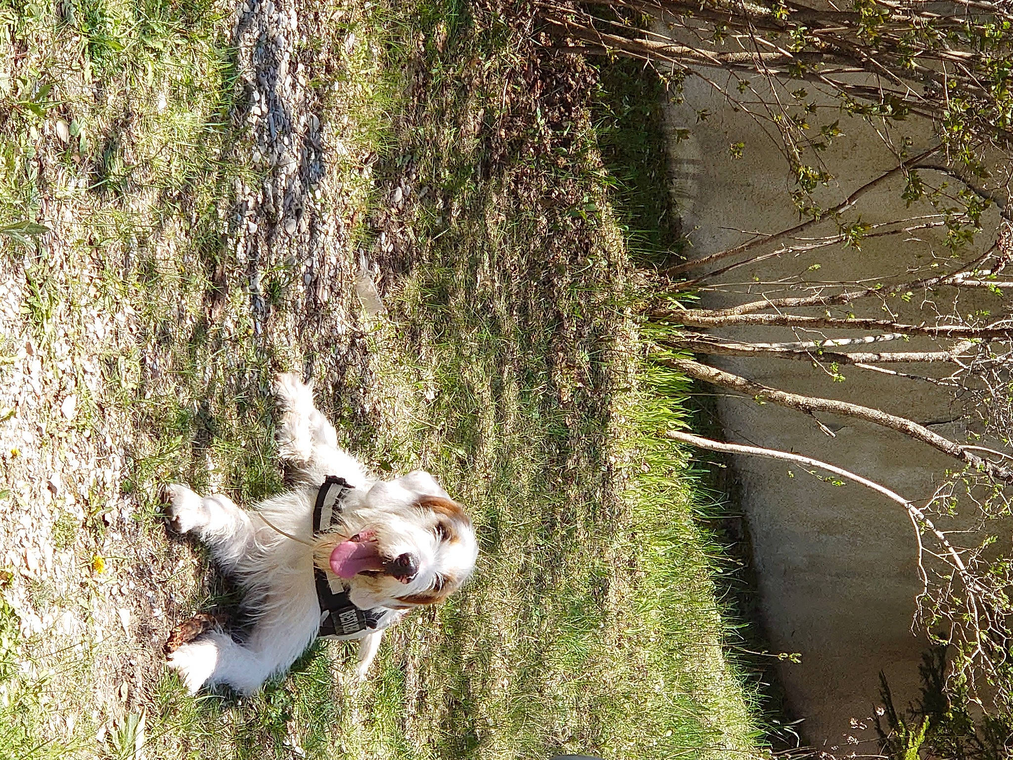 Roméo a rejoint le concours — aidez-le/la à gagner de superbes lots ! canidae, carnivore, collar, companion_dog, dog, dog_breed, fawn, felidae, forest, grass, leisure, plant, sporting_group, tail, terrestrial_plant, terrier, tree, trunk, water, wood