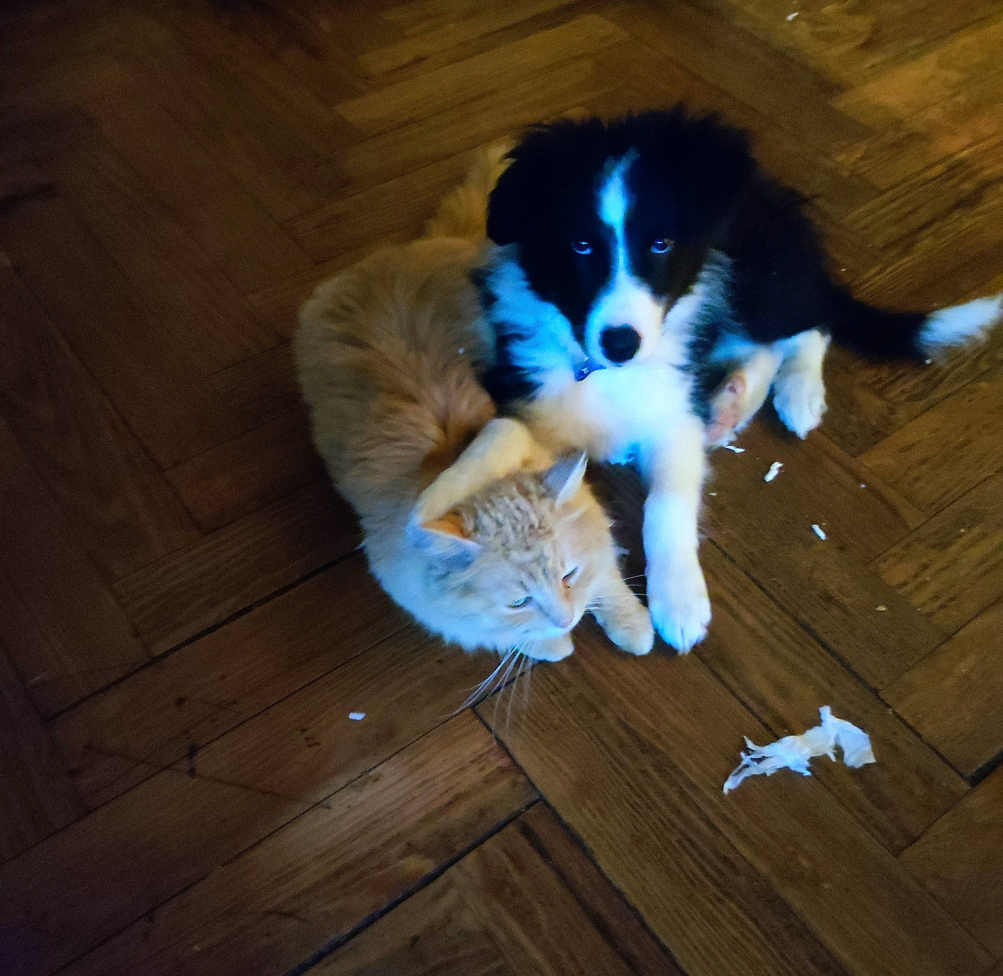 Ulysse participe au concours pour gagner de l'argent avec cette photo : canidae, carnivore, companion_dog, dog, dog_breed, floor, flooring, fur, hardwood, herding_dog, laminate_flooring, paw, plank, snout, sporting_group, tail, varnish, wood, wood_flooring, wood_stain