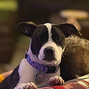 Skye joined the competition — help win amazing prizes! animal, black_and_white, close_up, collar, companion, couch, cute, dog, domestic, ears, friendly, furniture, indoor, looking, mammal, paws, pet, relaxed, resting, snout