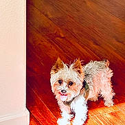 Gio joined the competition — help win amazing prizes! cute, dog, ears, floorboard, fluffy, fur, harness, home, indoor, looking_up, near_wall, paw, pet, shadow, small_dog, smile, standing, sunlight, tongue_out, wood_floor