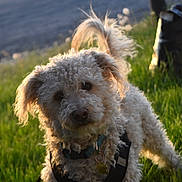 Fluffy joined the competition — help win amazing prizes! dog, curly_fur, grass, outdoor, pet, harness, leash, sunlight, golden_hour, animal, cute, fluffy, tail, collar, nature, mammal, friendly, canine, portrait, daytime