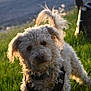 dog, curly_fur, grass, outdoor, pet, harness, leash, sunlight, golden_hour, animal, cute, fluffy, tail, collar, nature, mammal, friendly, canine, portrait, daytime