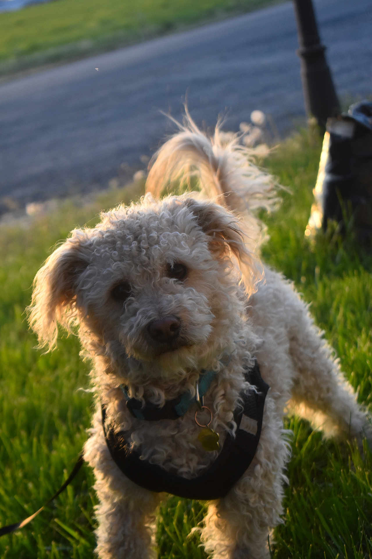 Fluffy joined the competition — help win amazing prizes! dog, curly_fur, grass, outdoor, pet, harness, leash, sunlight, golden_hour, animal, cute, fluffy, tail, collar, nature, mammal, friendly, canine, portrait, daytime