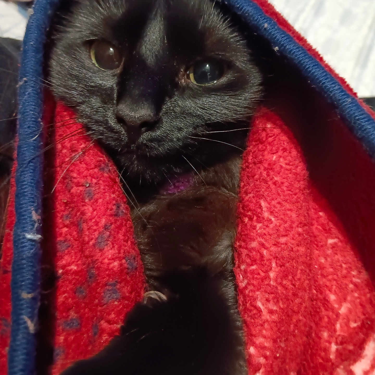 Lexi is registered to the contest to win money with this photo: animal, black_cat, blanket, cat, closeup, comfort, cozy, cute, feline, fur, indoor, nap, paw, pet, resting, sleepy, soft, warm, whiskers, wrapped