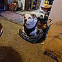 Moose is registered to the contest to win money with this photo: dog, pet, indoor, carpet, dog_bed, furniture, living_room, harness, decor, basket, rug, wooden_cabinet, lamp, table, floor, cozy, animal, resting, attention, home