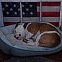 Moose joined the competition — help win amazing prizes! dog, sleeping, dog_bed, american_flag, indoor, pet, brown_and_white, collar, resting, cozy, curled_up, fur, floor, carpet, plush, quiet, peaceful, home, relaxation, nap