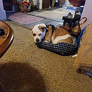 Moose is registered to the contest to win money with this photo: dog, pet, bed, carpet, indoor, home, furniture, basket, wood, floor, brown, white, small_dog, resting, cozy, household, decor, living_room, harness, relaxing