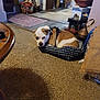 dog, pet, bed, carpet, indoor, home, furniture, basket, wood, floor, brown, white, small_dog, resting, cozy, household, decor, living_room, harness, relaxing