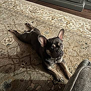 Ripple joined the competition — help win amazing prizes! dog, french_bulldog, pet, indoor, rug, floor, wood_floor, cabinet, curious, brown, black, paws, ears, animal, resting, home, shadow, cozy, portrait, laying_down