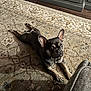 dog, french_bulldog, pet, indoor, rug, floor, wood_floor, cabinet, curious, brown, black, paws, ears, animal, resting, home, shadow, cozy, portrait, laying_down