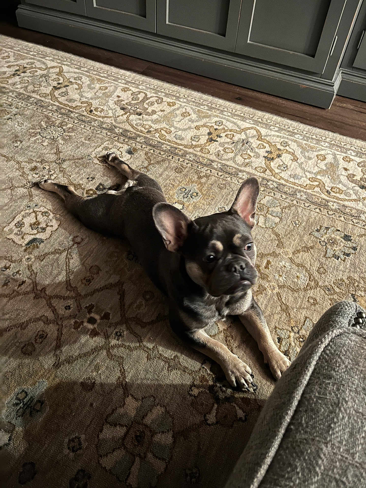 Ripple joined the competition — help win amazing prizes! dog, french_bulldog, pet, indoor, rug, floor, wood_floor, cabinet, curious, brown, black, paws, ears, animal, resting, home, shadow, cozy, portrait, laying_down