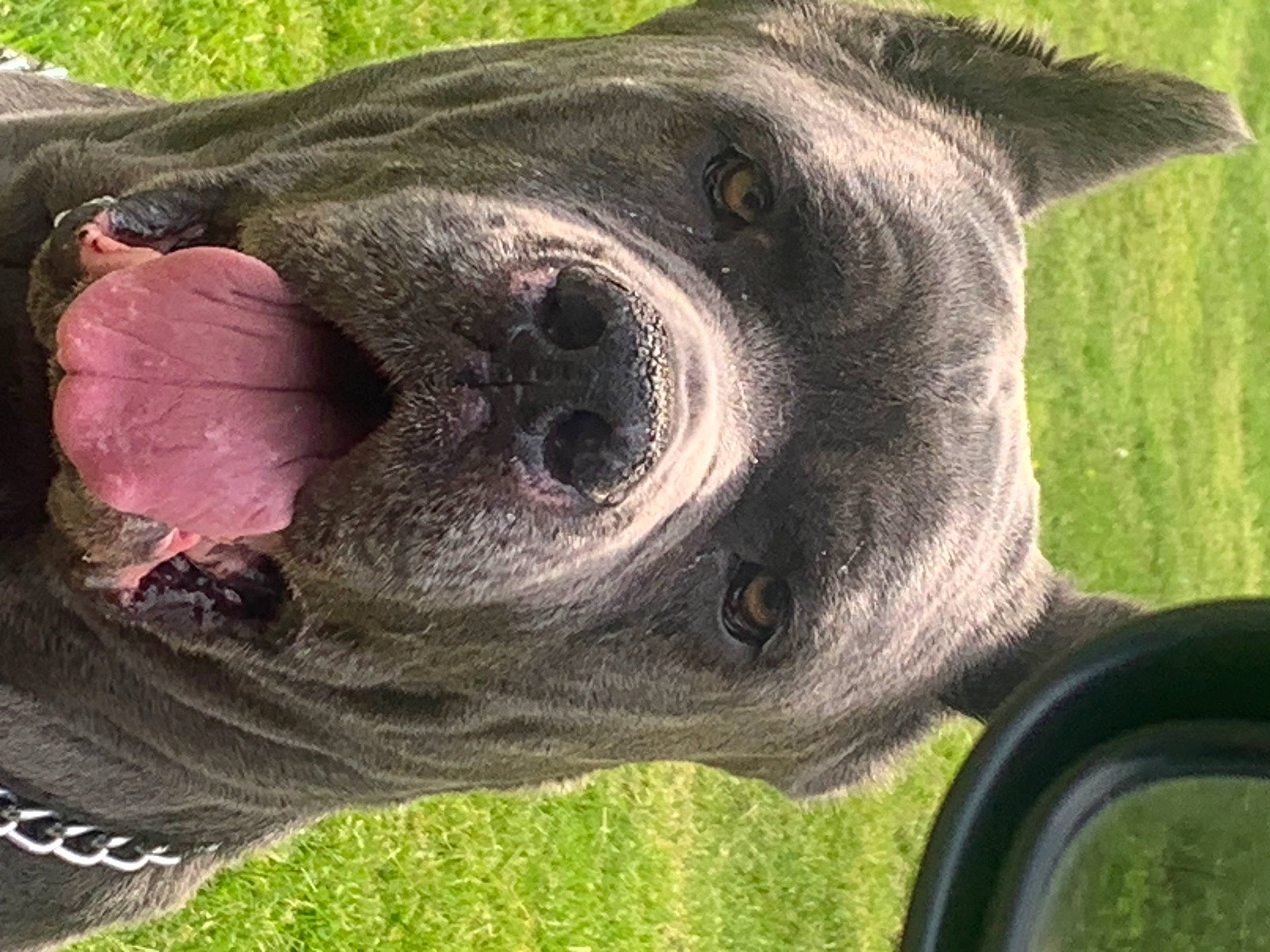 Sarge is registered to the contest to win money with this photo: automotive_tire, canidae, carnivore, companion_dog, dog, dog_breed, fawn, grass, liver, plant, snout, sporting_group, tail, terrestrial_animal, tree, vegetable, whiskers, window, working_animal, wrinkle