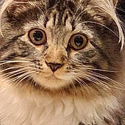 Kiara a rejoint le concours — aidez-le/la à gagner de superbes lots ! animal, cat, close_up, curious, cute, domestic_animal, eyes, face, feline, fluffy, fur, indoor, mammal, pet, portrait, soft, tabby, tabby_cat, whisker, whiskers