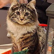 Kiara a rejoint le concours — aidez-le/la à gagner de superbes lots ! cat, tabby, feline, pet, animal, indoor, box, holiday, decoration, christmas_tree, curious, fluffy, whiskers, ears, table, blurred_hand, background, cozy, orange, festive