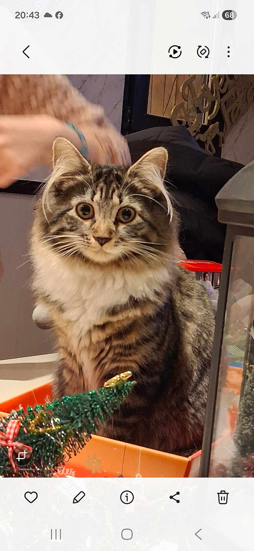 Kiara a rejoint le concours — aidez-le/la à gagner de superbes lots ! cat, tabby, feline, pet, animal, indoor, box, holiday, decoration, christmas_tree, curious, fluffy, whiskers, ears, table, blurred_hand, background, cozy, orange, festive