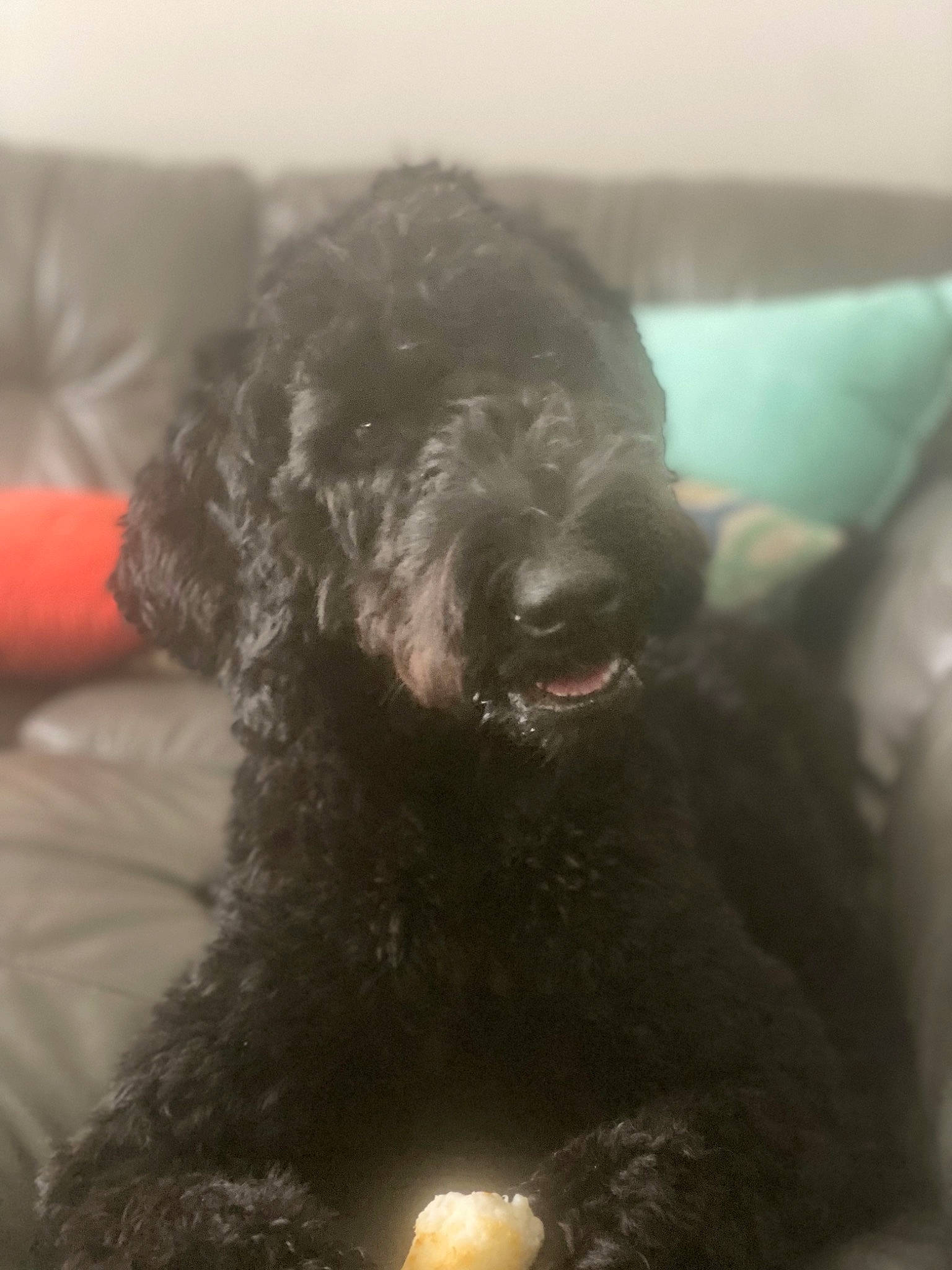Luciano joined the competition — help win amazing prizes! canidae, carnivore, comfort, companion_dog, couch, dog, dog_breed, fur, labradoodle, non_sporting_group, poodle, snout, sporting_group, terrestrial_animal, terrier, toy_dog, water_dog, working_animal