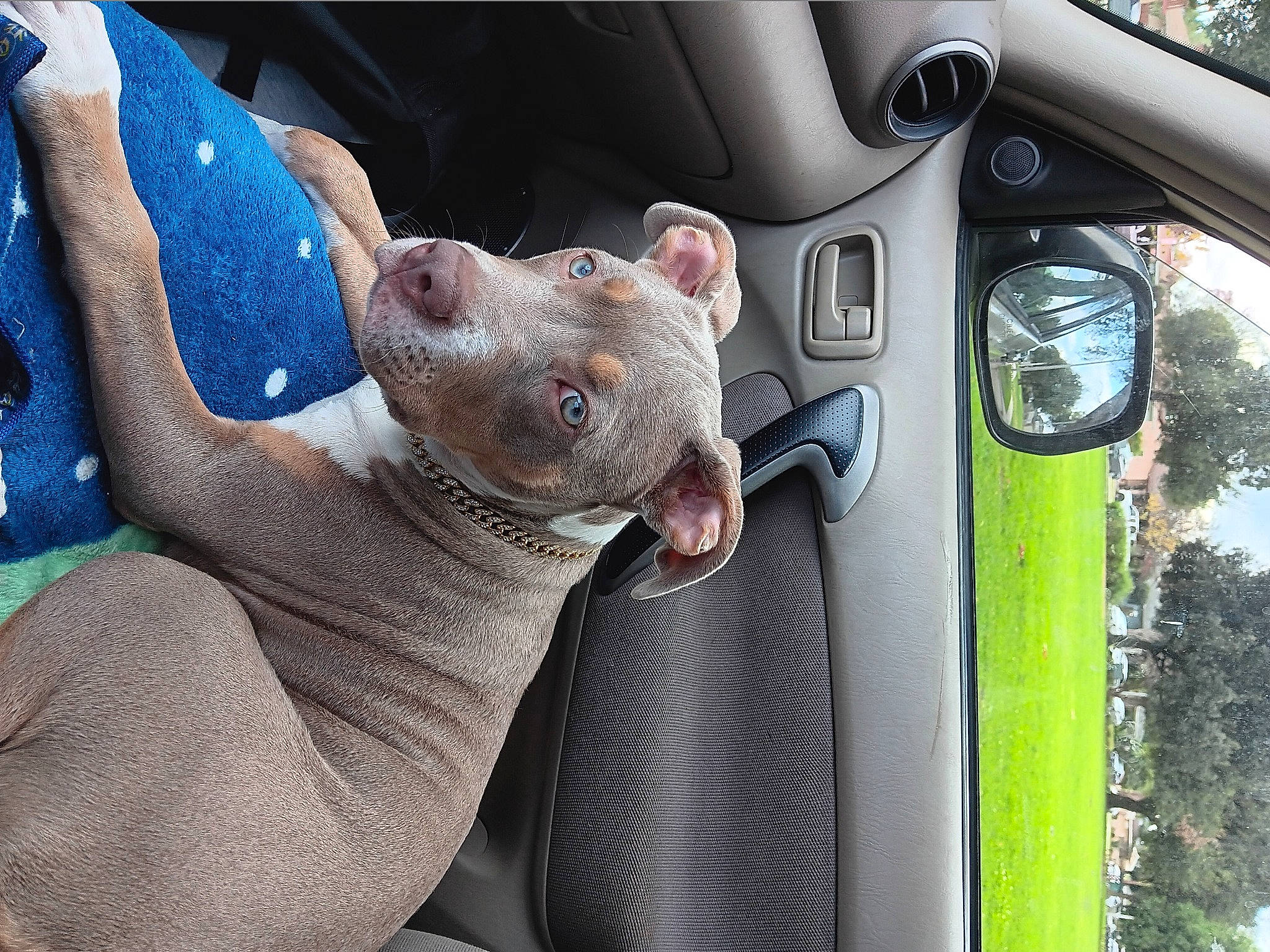 Dolores is registered to the contest to win money with this photo: auto_part, automotive_exterior, automotive_lighting, automotive_mirror, bumper, car, car_seat, carnivore, dog, fawn, fender, gesture, glass, hood, motor_vehicle, rear_view_mirror, snout, vehicle, vehicle_door, windshield