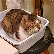 Kitty is registered to the contest to win money with this photo: animal, cat, cozy, curled_up, domestic, ears, feline, fur, home, indoor, pet, relaxed, resting, sleeping, stool, tabby, towel, whiskers, white_container, wooden_stool