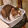 animal, cat, cozy, curled_up, domestic, ears, feline, fur, home, indoor, pet, relaxed, resting, sleeping, stool, tabby, towel, whiskers, white_container, wooden_stool
