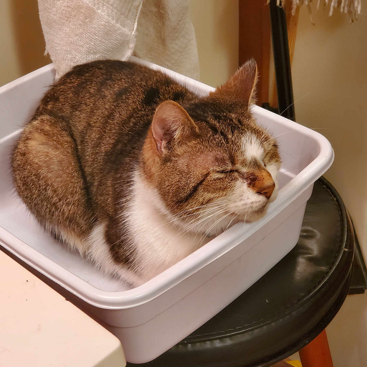 Kitty