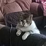 cat, tabby, white_fur, fluffy, pet, animal, sitting, lounging, chair, furniture, indoor, living_room, cushion, curtains, window, cable, portrait, relaxed, grumpy, cozy